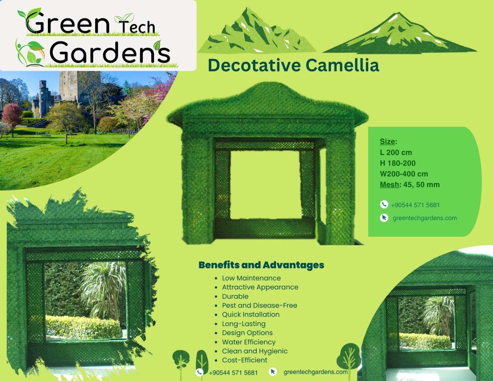 Dekoratif Çim Kamelya